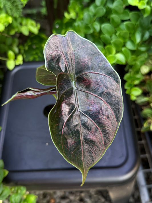 Alocasia 'Azlanii' I82