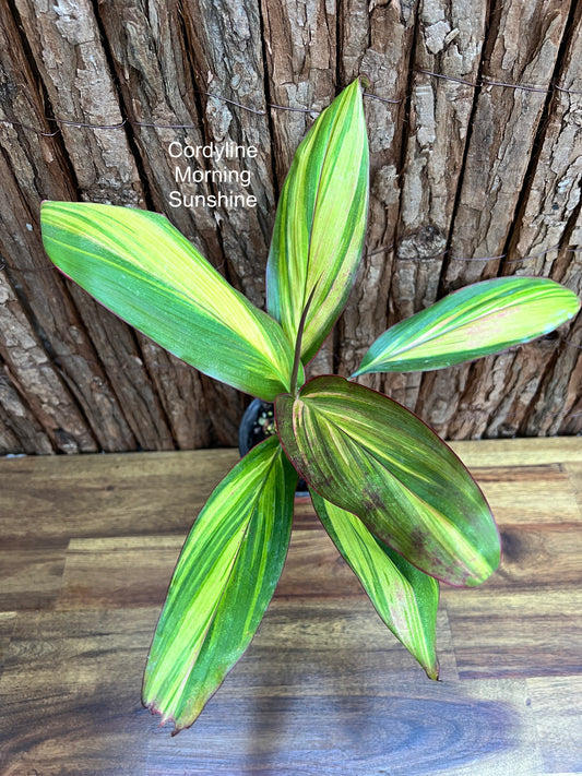 Cordyline Morning Sunshine B261