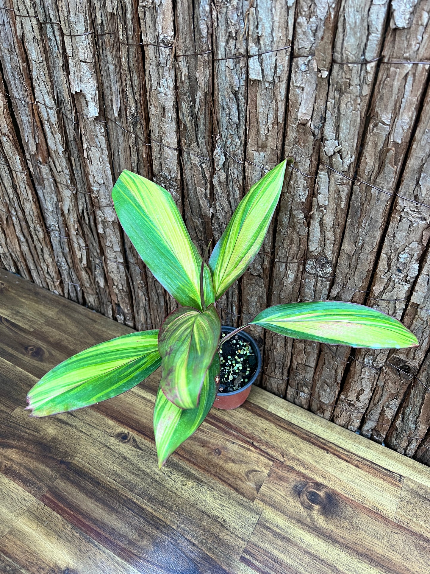 Cordyline Morning Sunshine B261