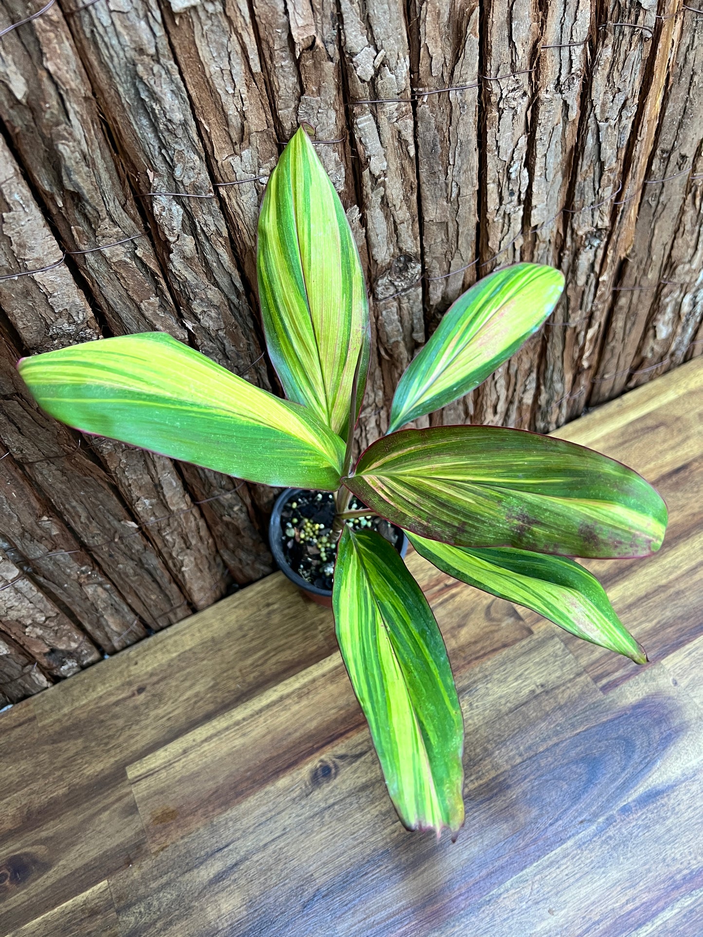 Cordyline Morning Sunshine B261