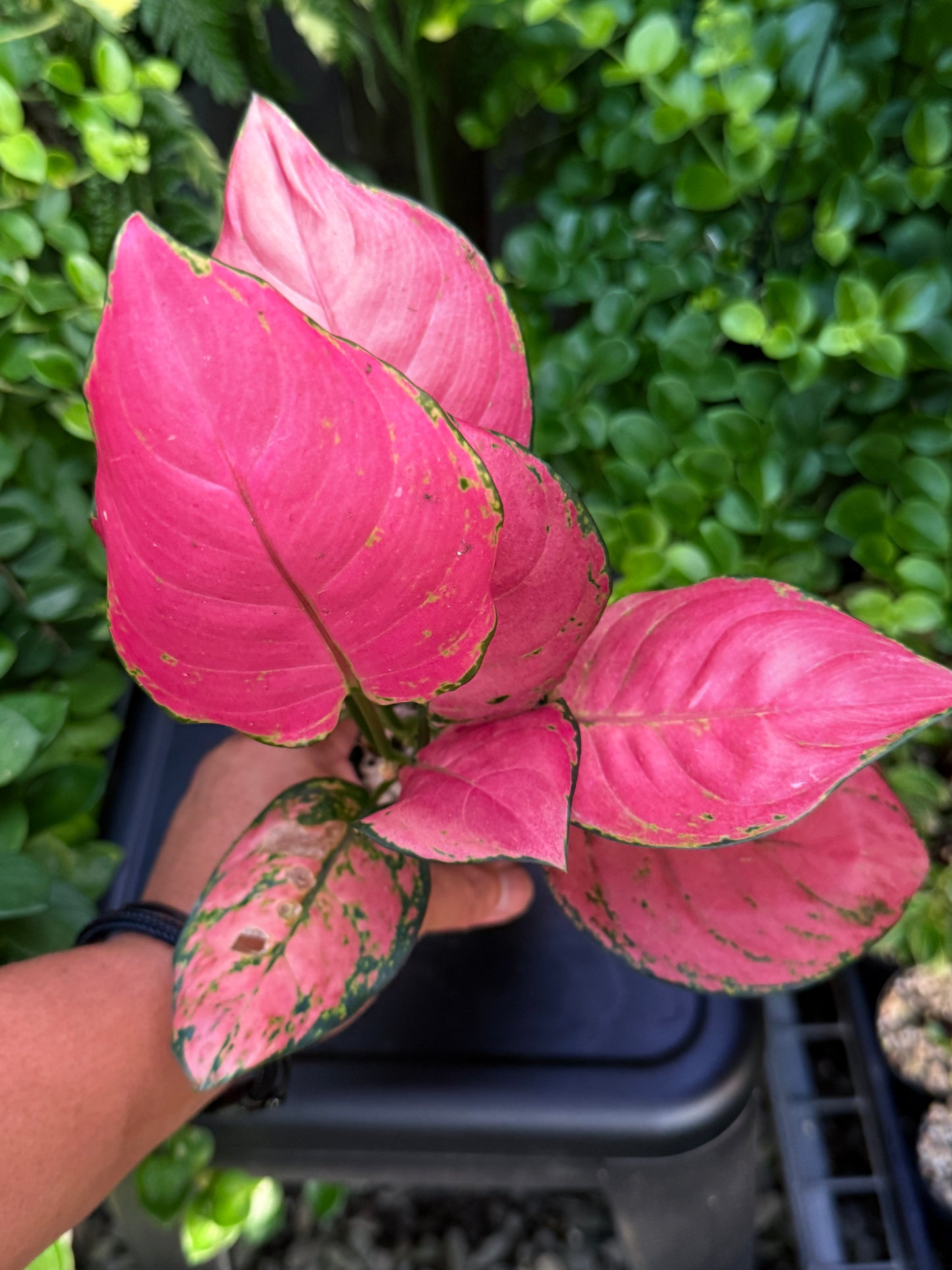 Aglaonema 'Pink Valentine' I83