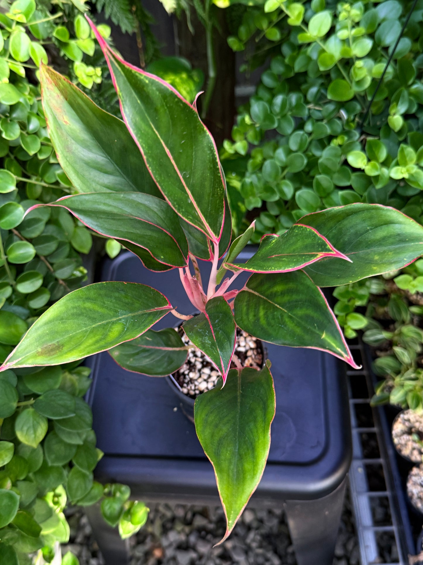 Aglaonema 'Sapphire' J13
