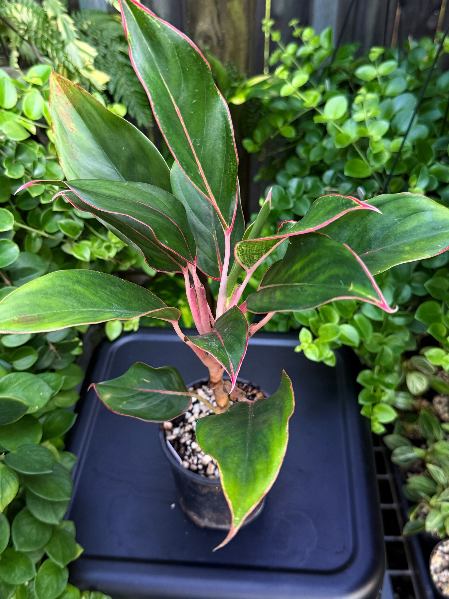 Aglaonema 'Sapphire' J13