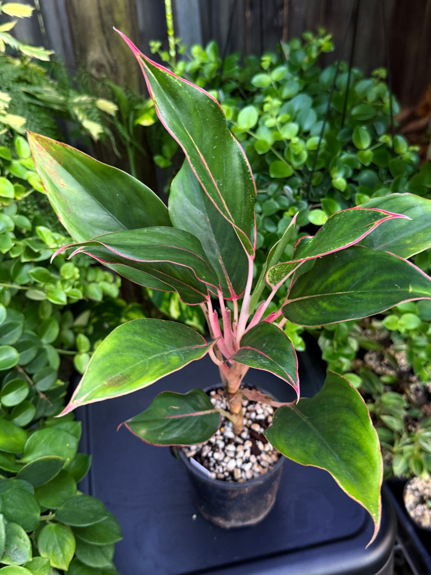 Aglaonema 'Sapphire' J13