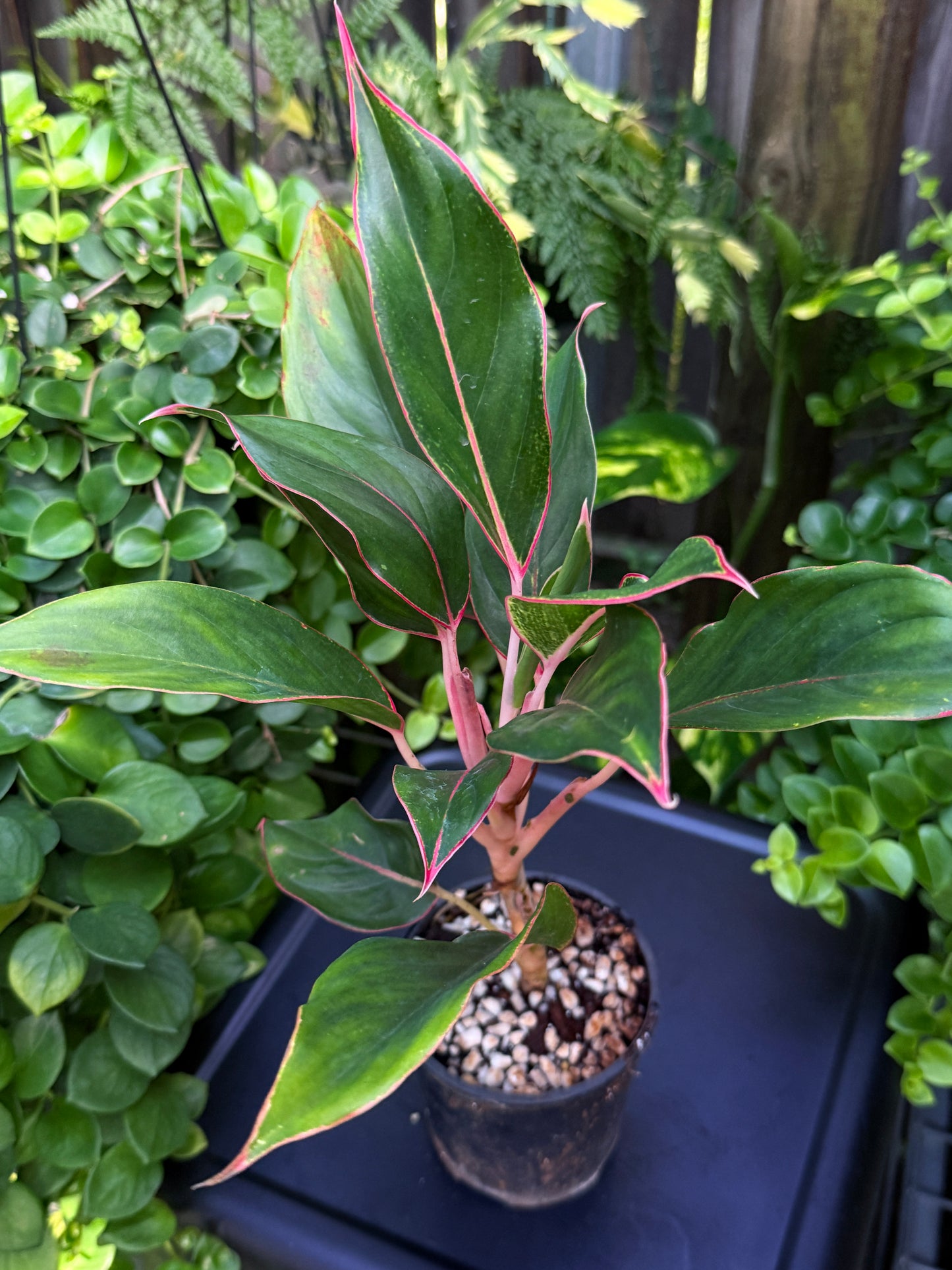 Aglaonema 'Sapphire' J13