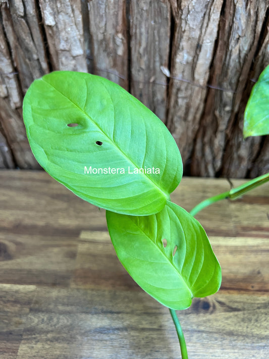 Monstera Laniata - Green Form B264