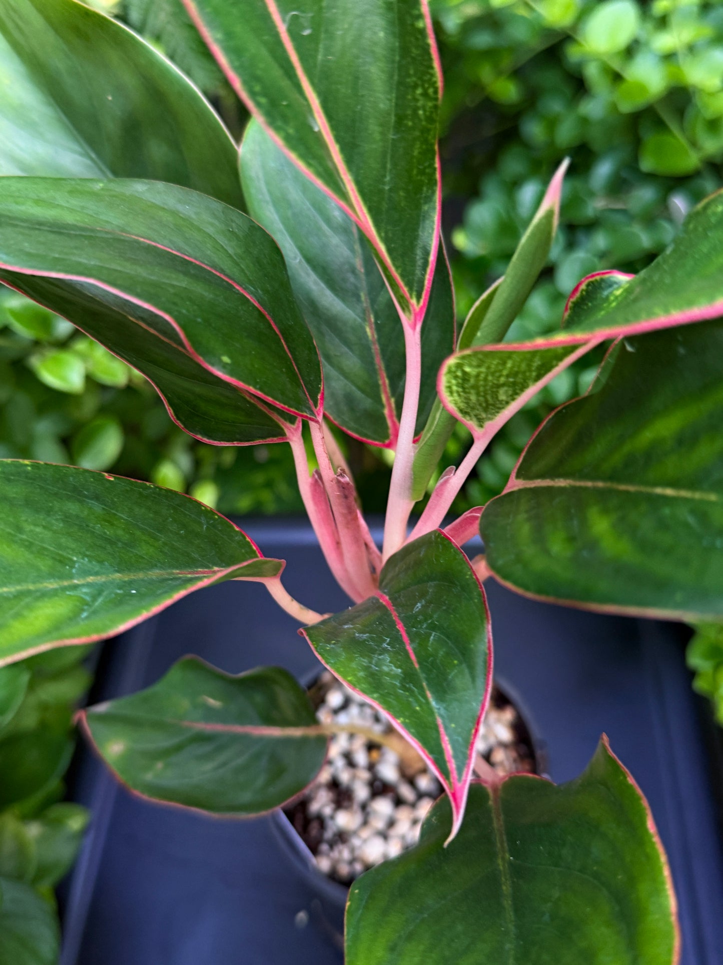 Aglaonema 'Sapphire' J13