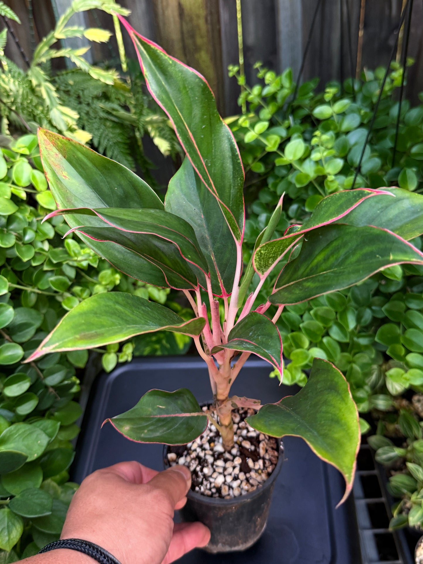 Aglaonema 'Sapphire' J13