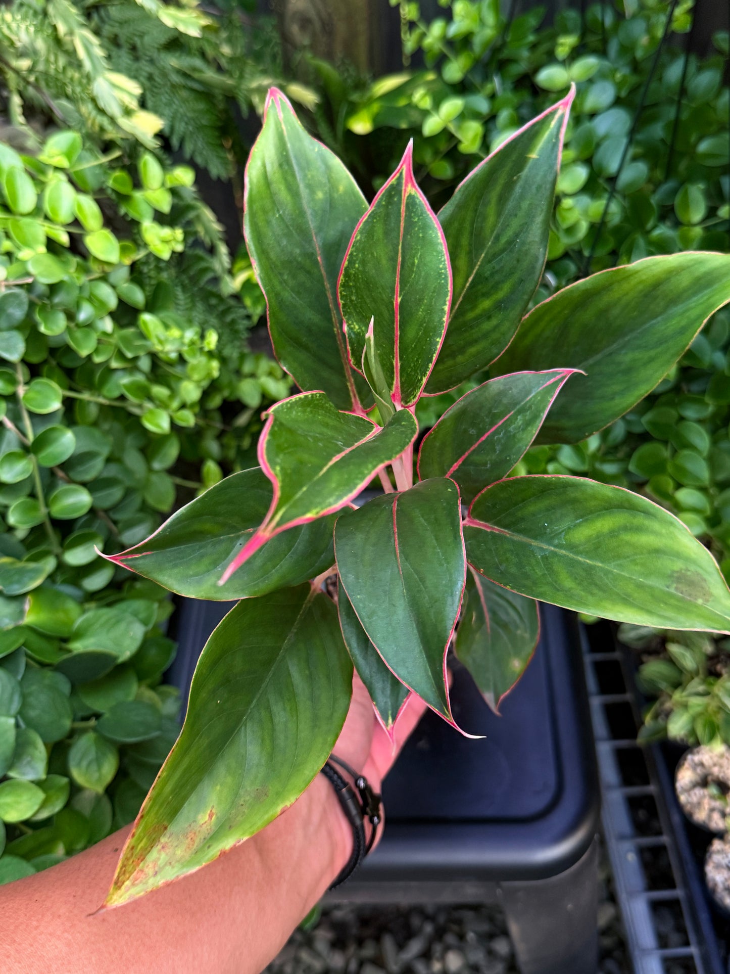 Aglaonema 'Sapphire' J13