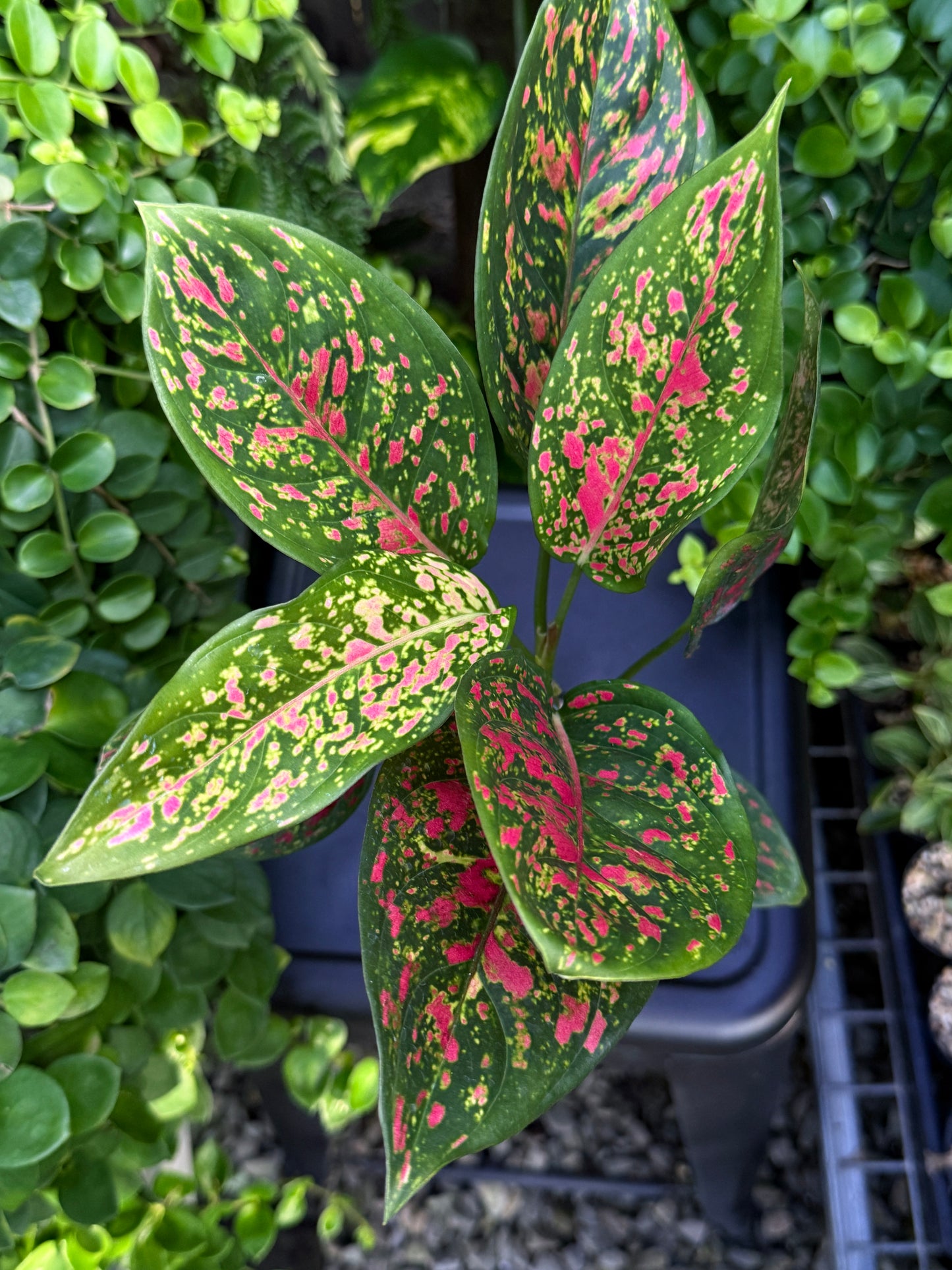 Aglaonema 'Wishes' I84