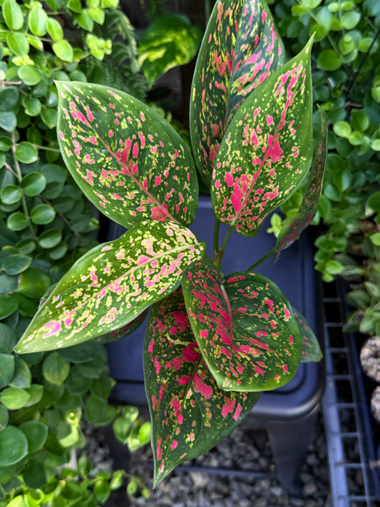 Aglaonema 'Wishes' I84