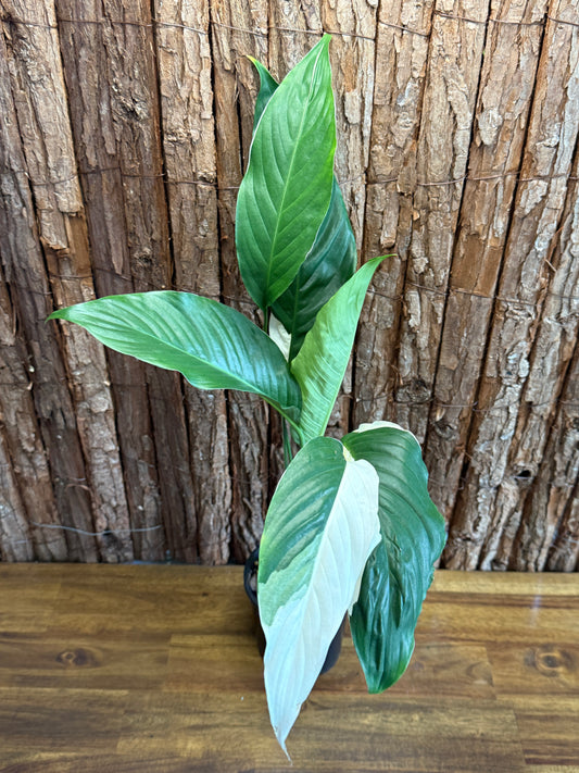 Spathiphyllum Picasso Variegated Peace Lilly I55