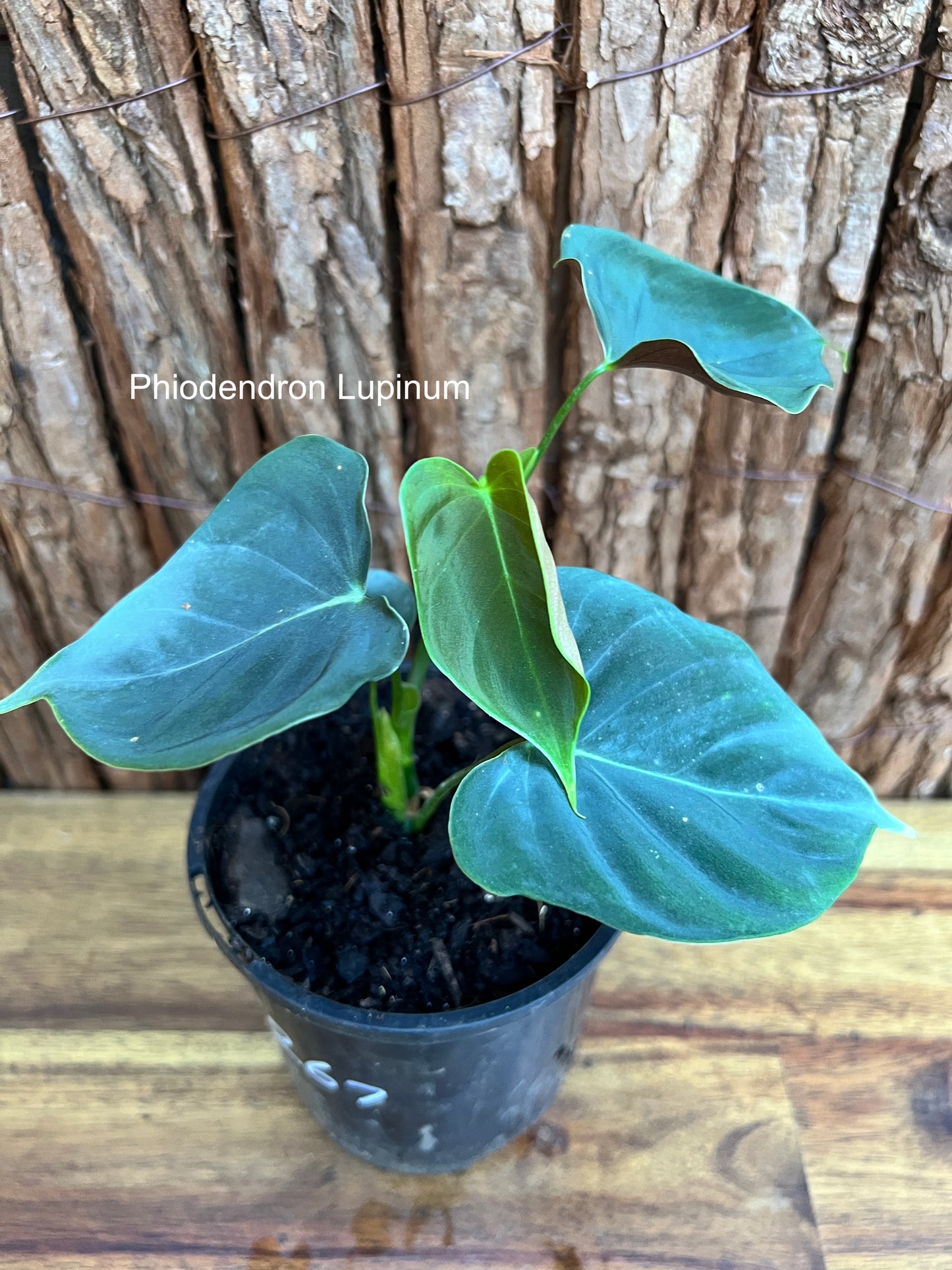 Philodendron Lupinum B267