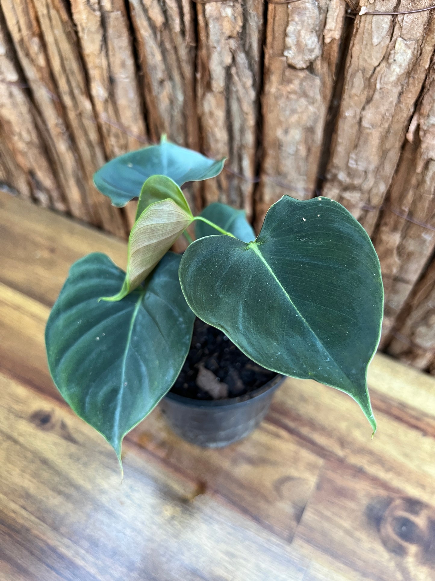 Philodendron Lupinum B267