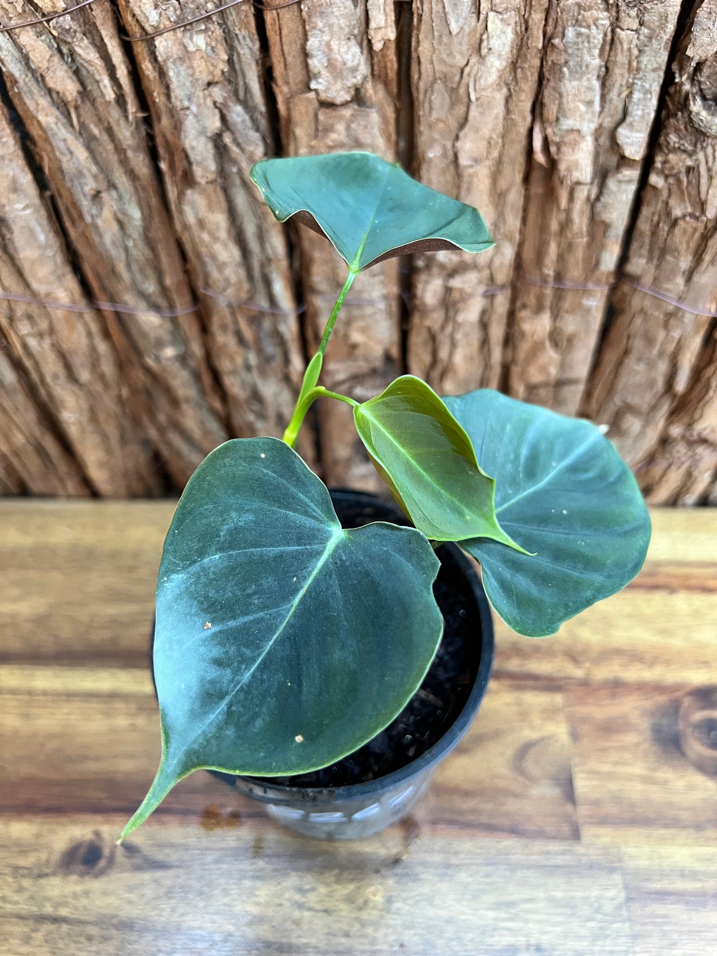 Philodendron Lupinum B267