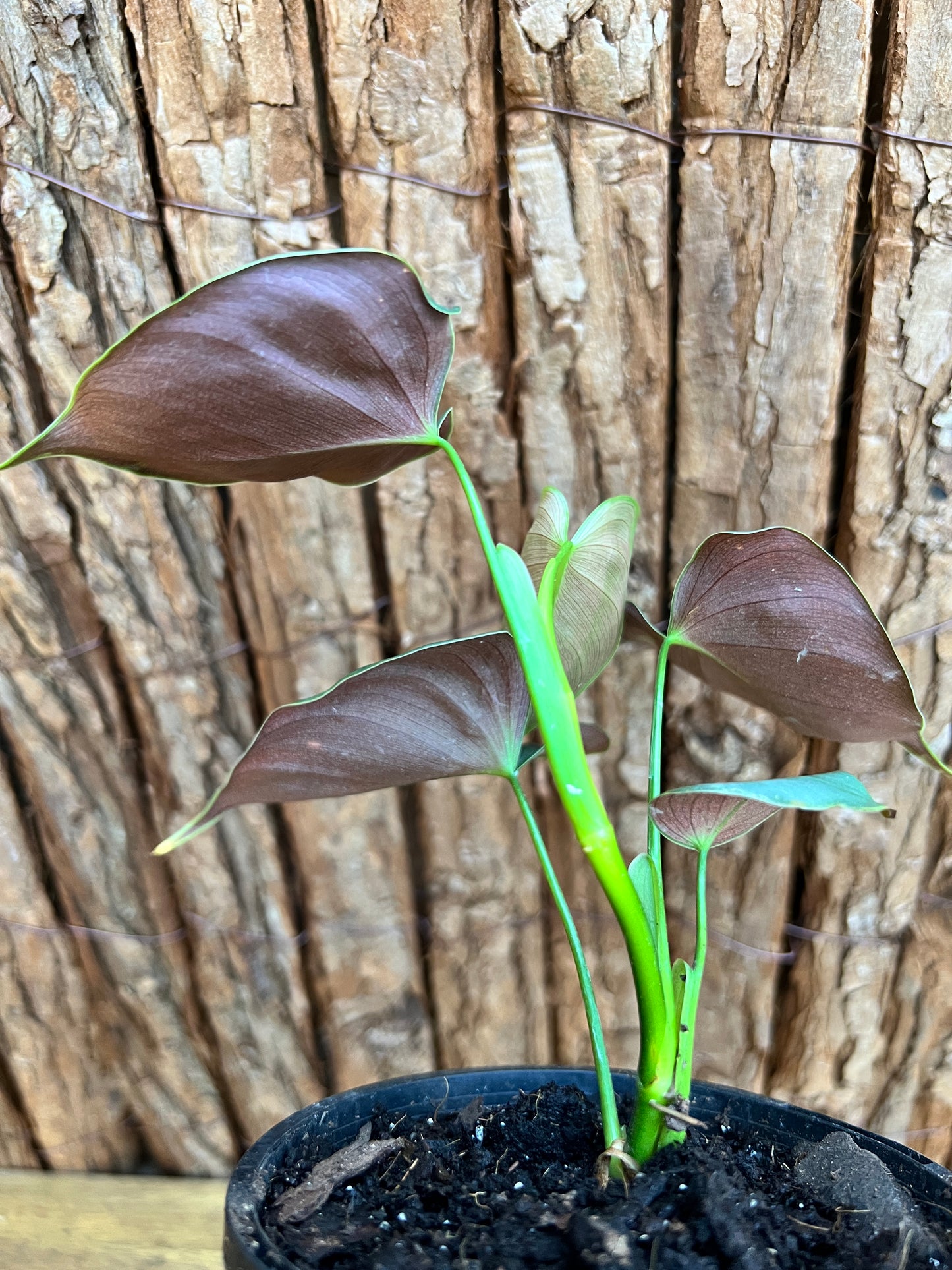 Philodendron Lupinum B267