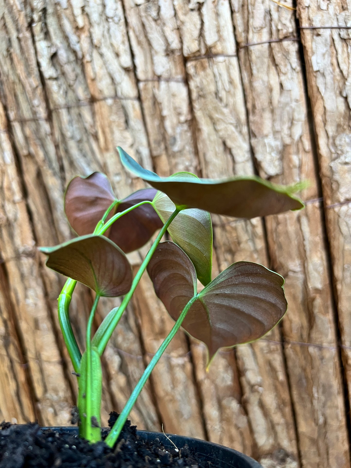 Philodendron Lupinum B267