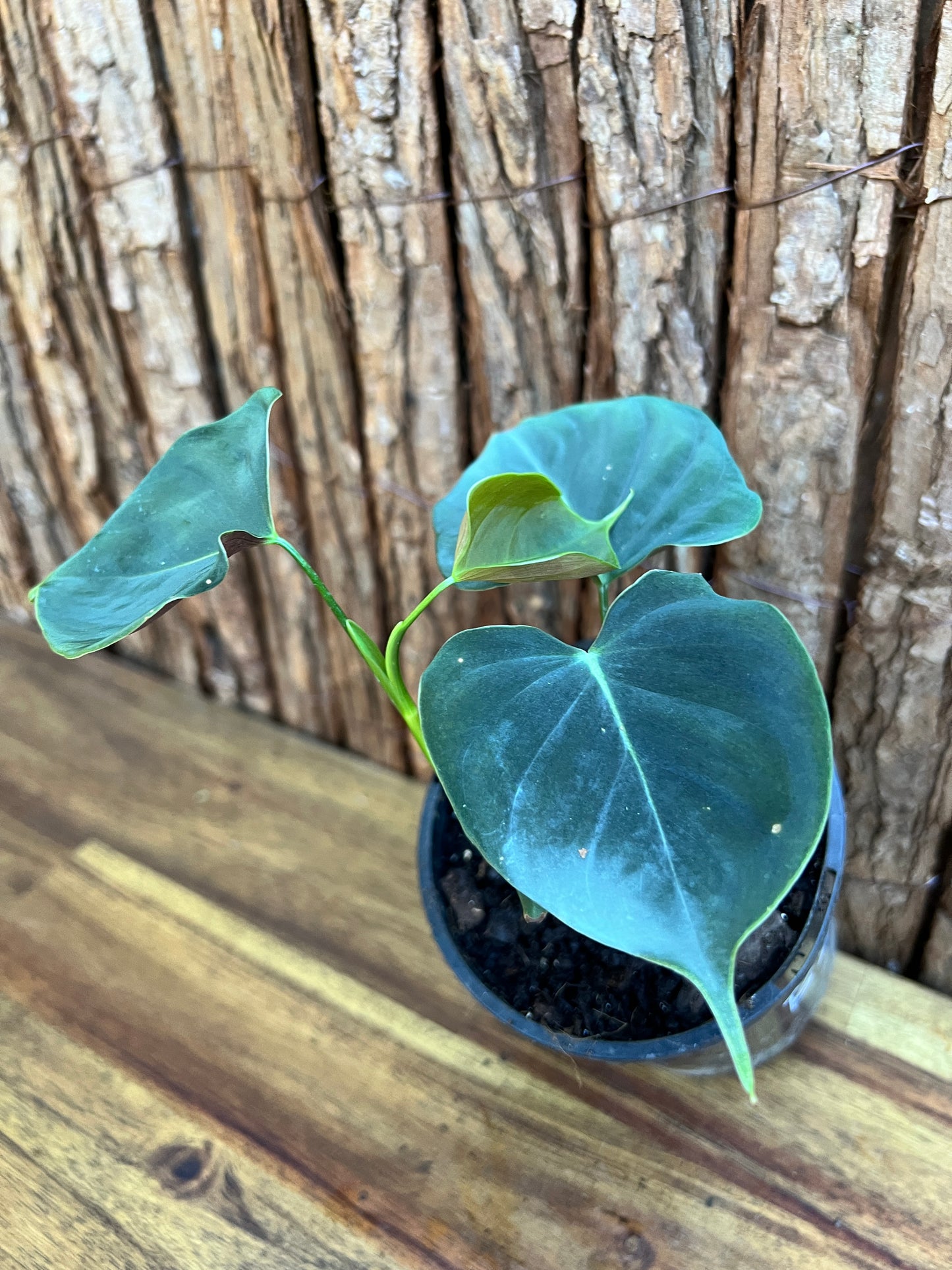 Philodendron Lupinum B267