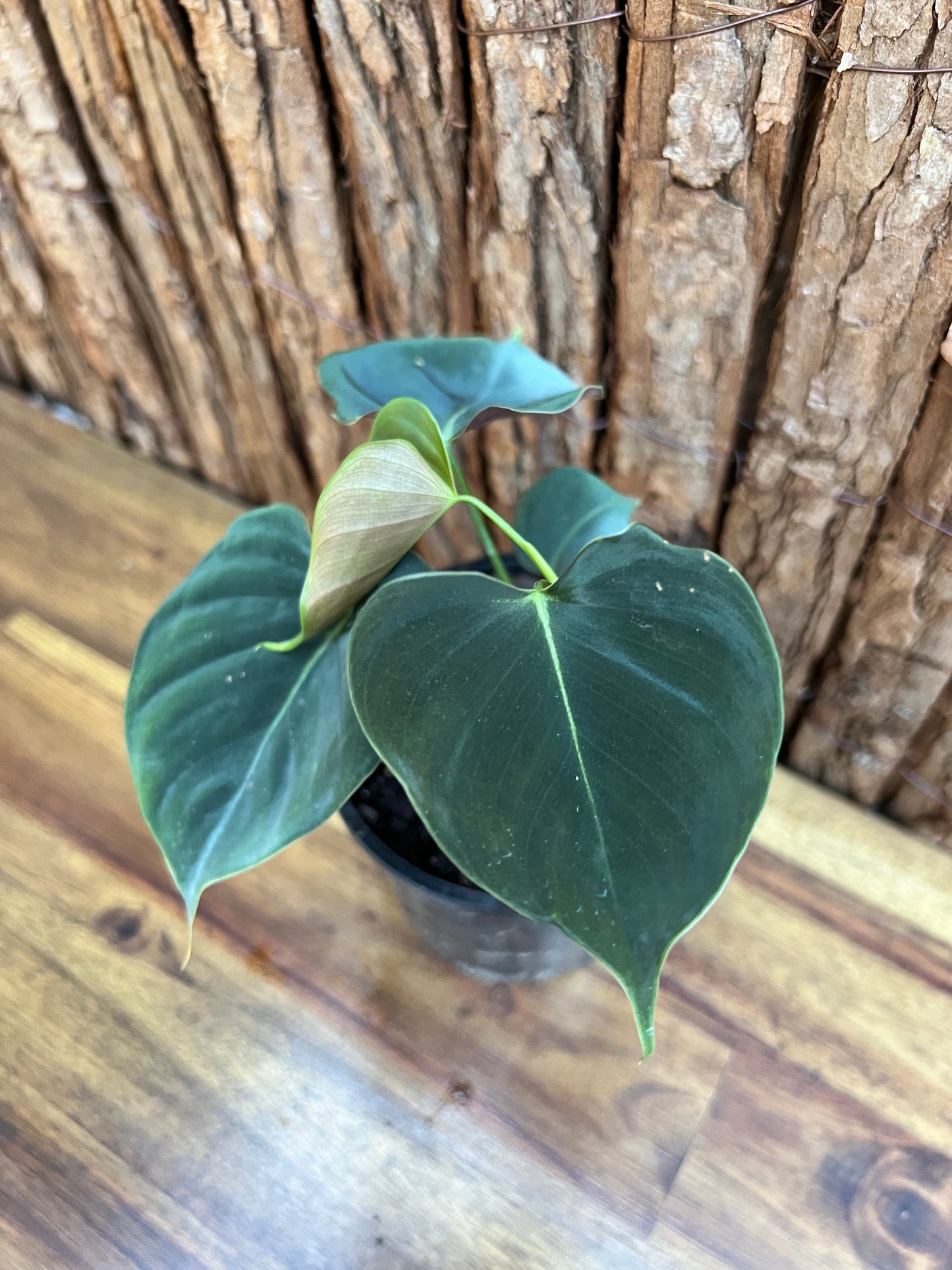 Philodendron Lupinum B267