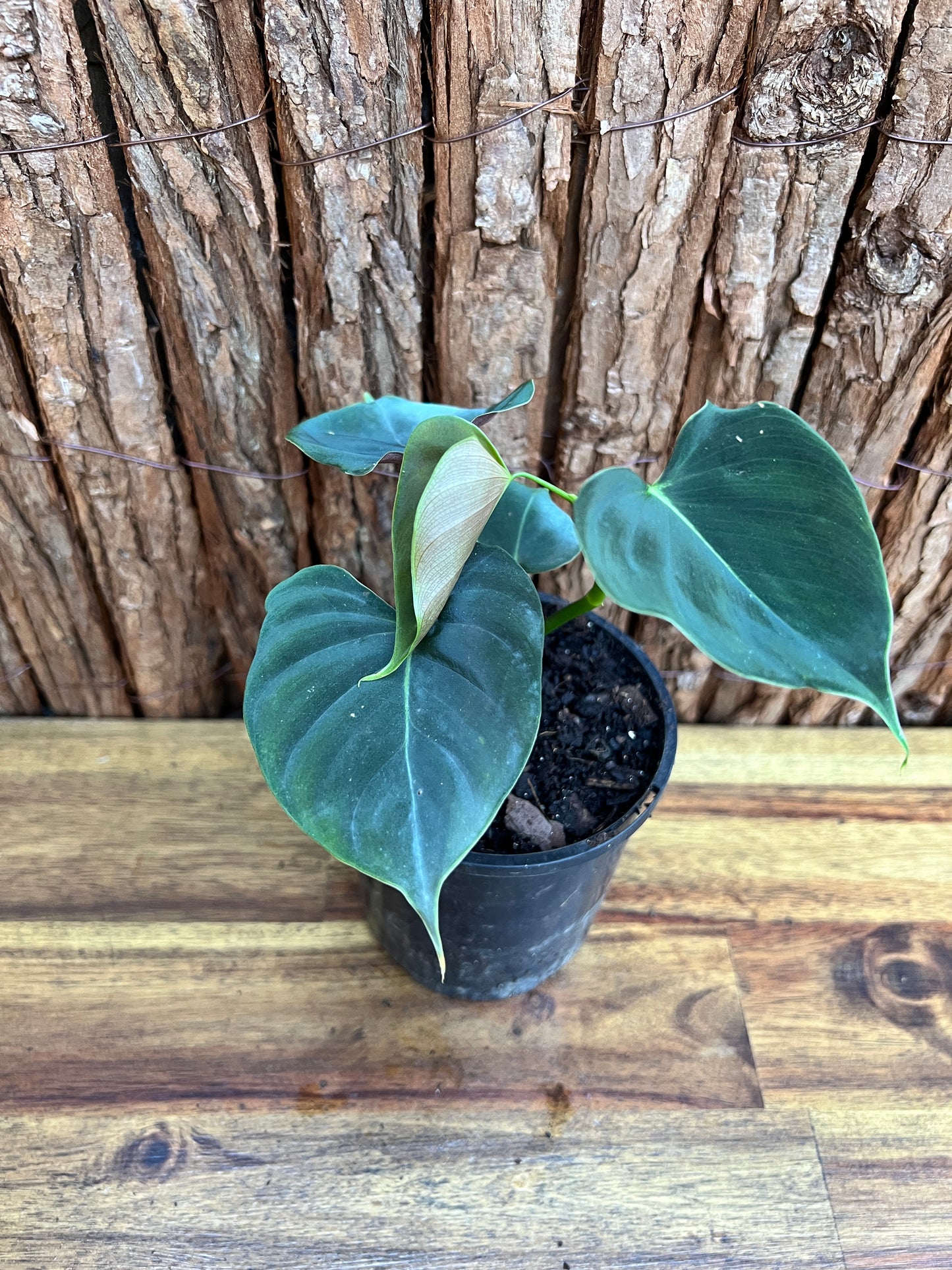 Philodendron Lupinum B267