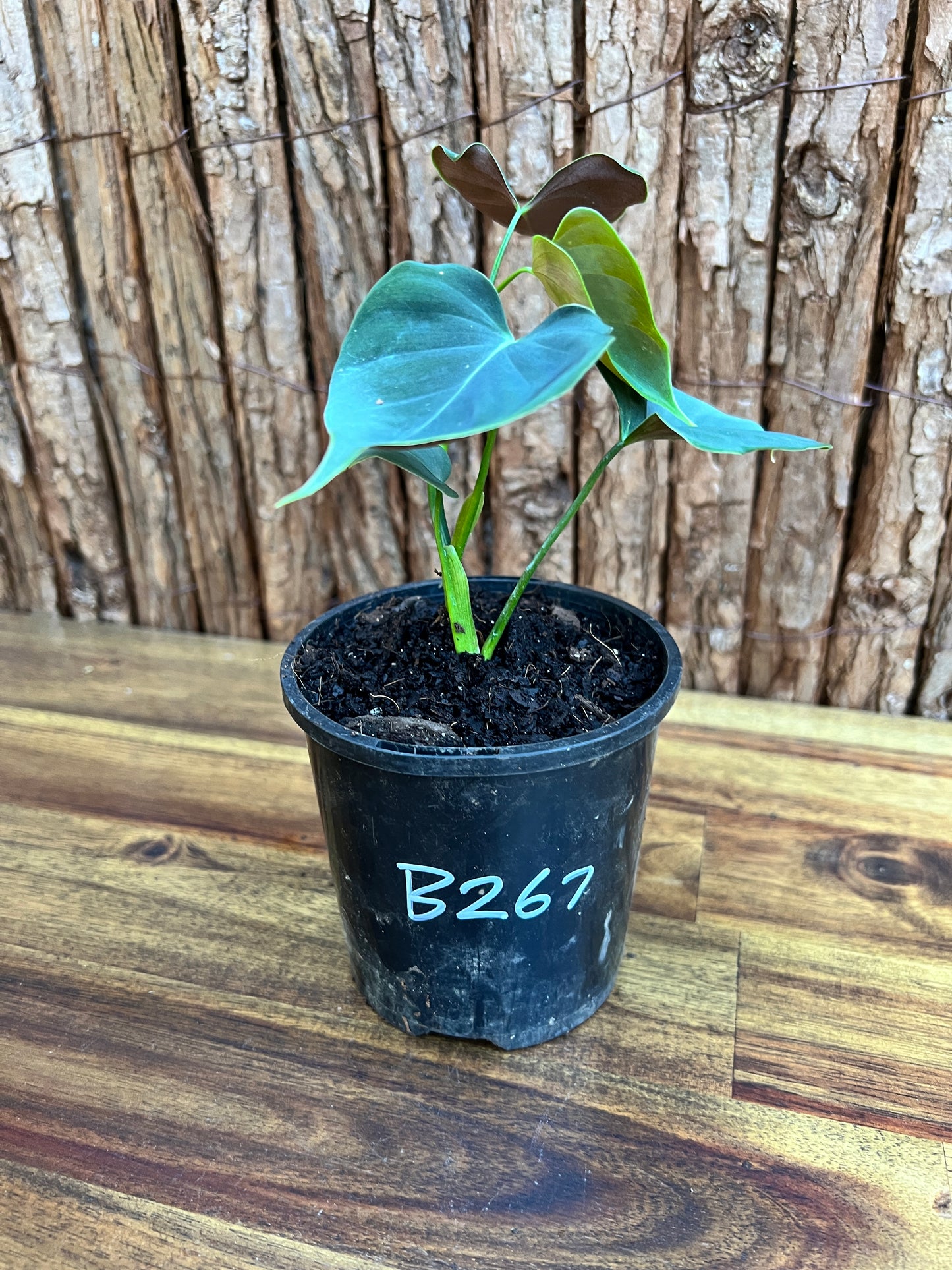 Philodendron Lupinum B267