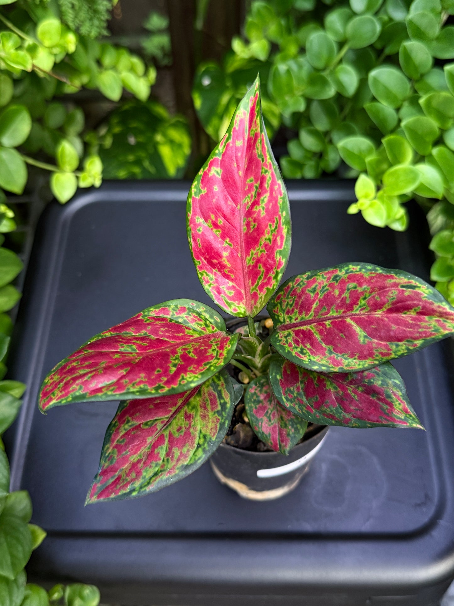 Aglaonema 'Black Maroon' J4