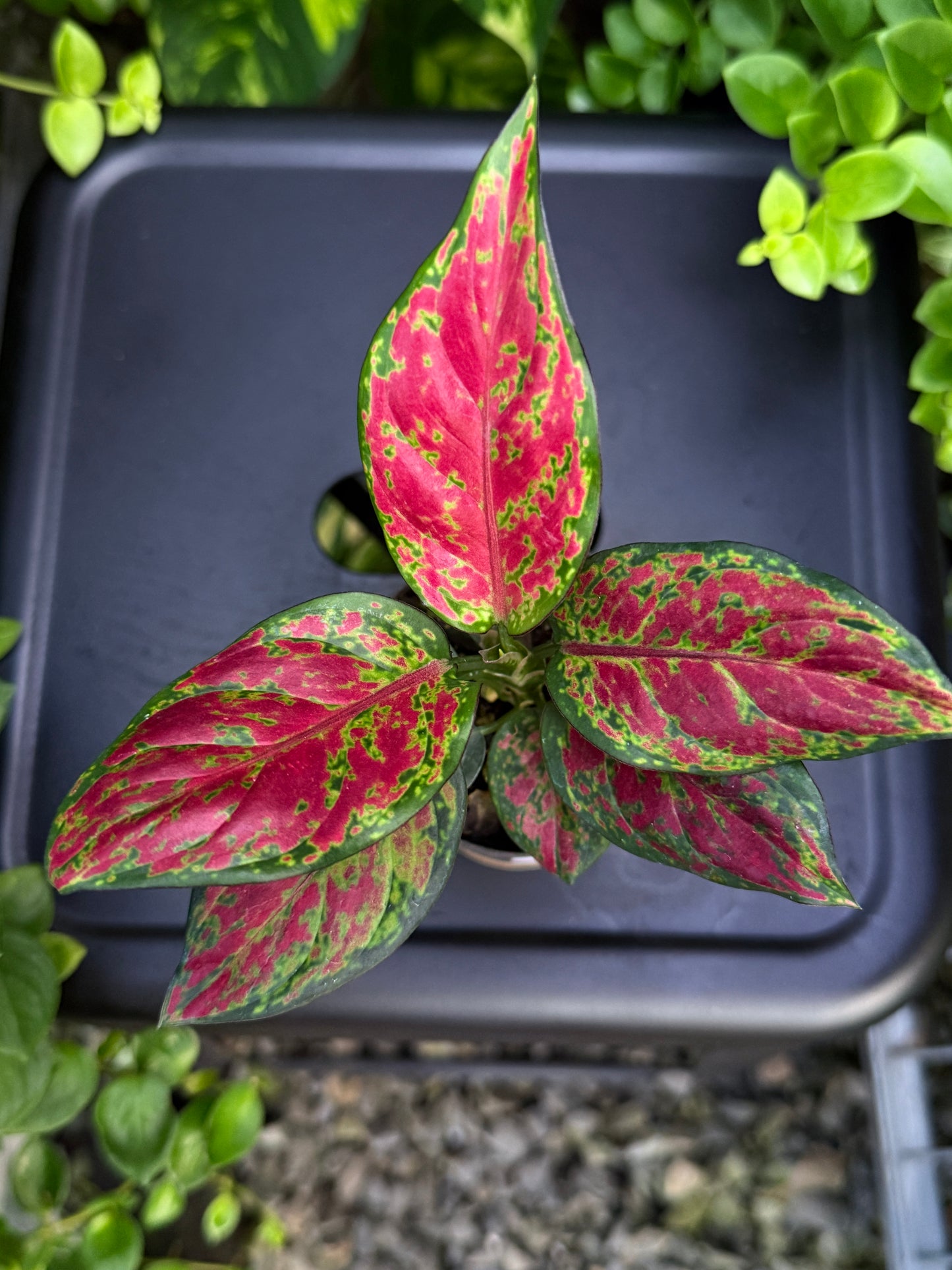 Aglaonema 'Black Maroon' J4