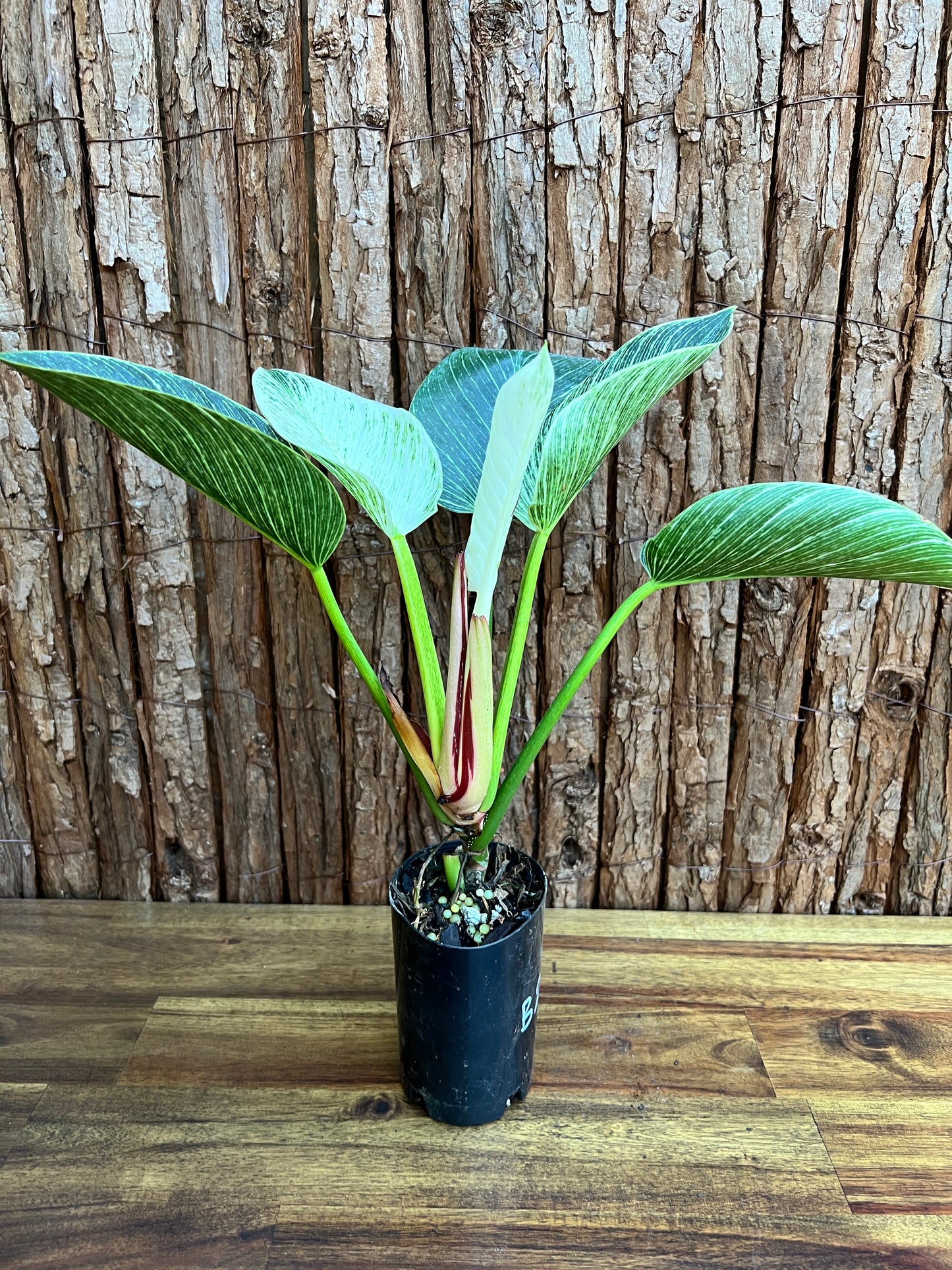 Philodendron Birkin B270