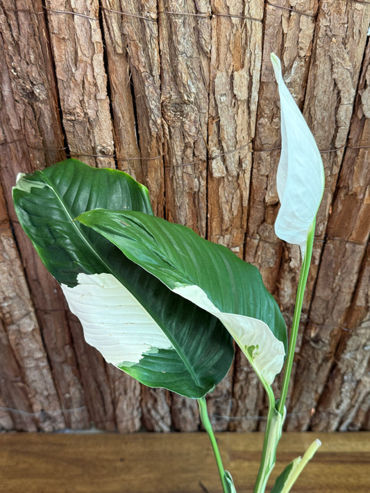 Spathiphyllum Picasso Variegated Peace Lilly I59