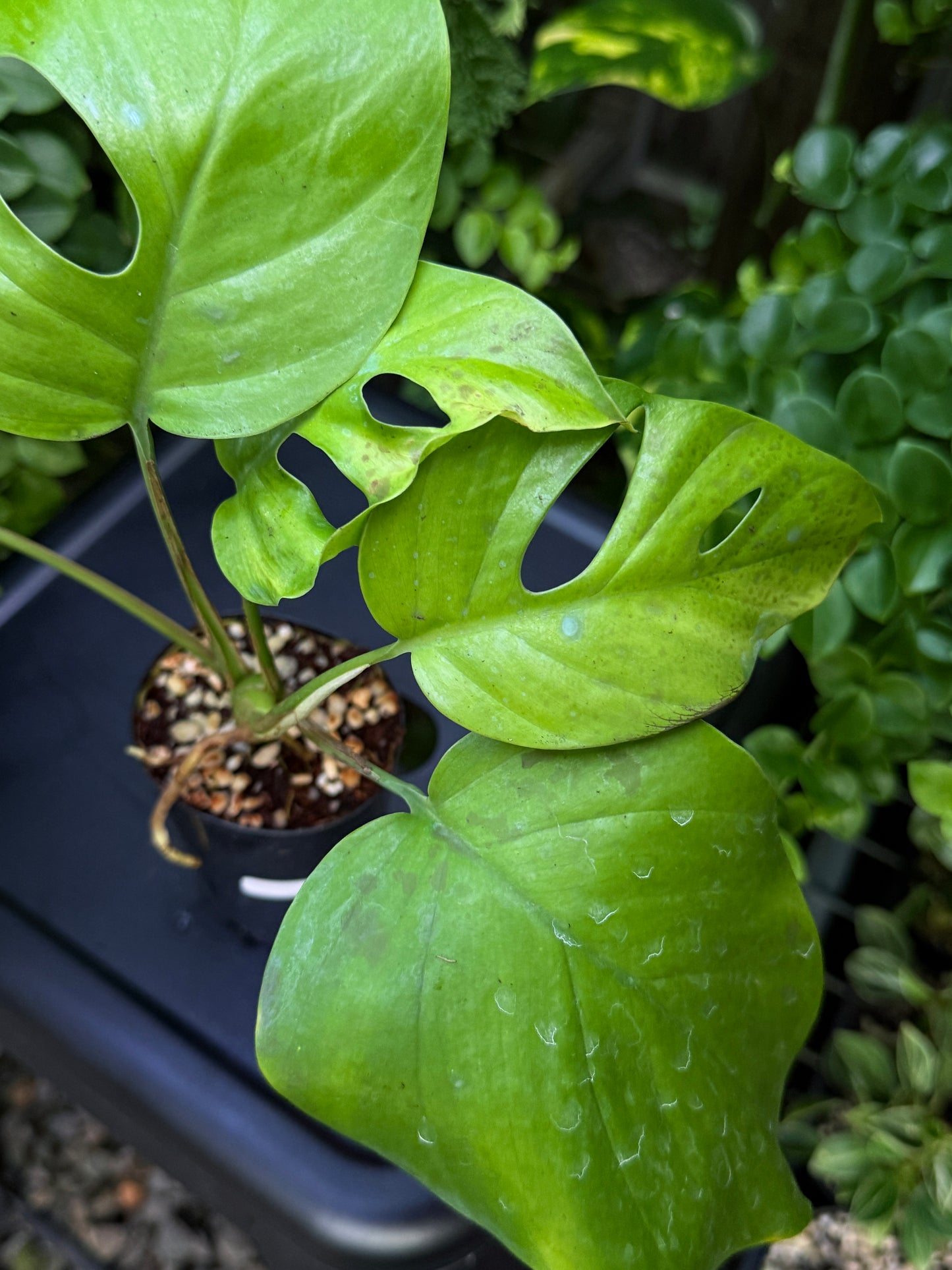 Rhaphidophora 'Pertusa' J5