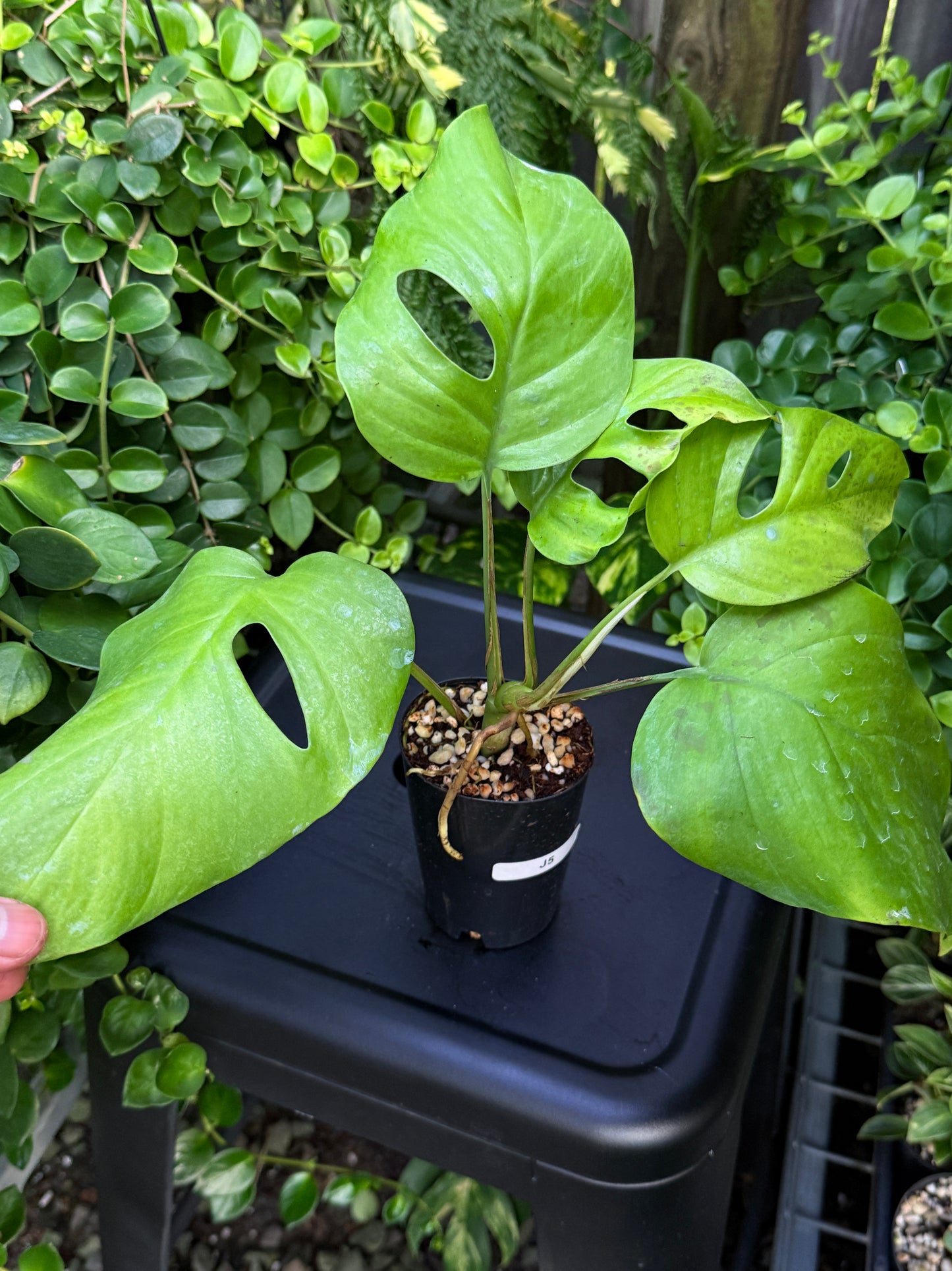 Rhaphidophora 'Pertusa' J5