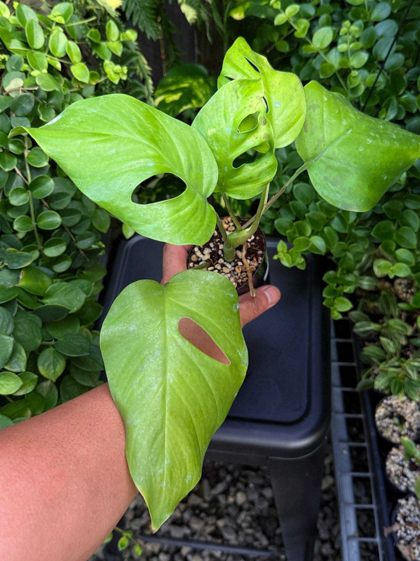 Rhaphidophora 'Pertusa' J5