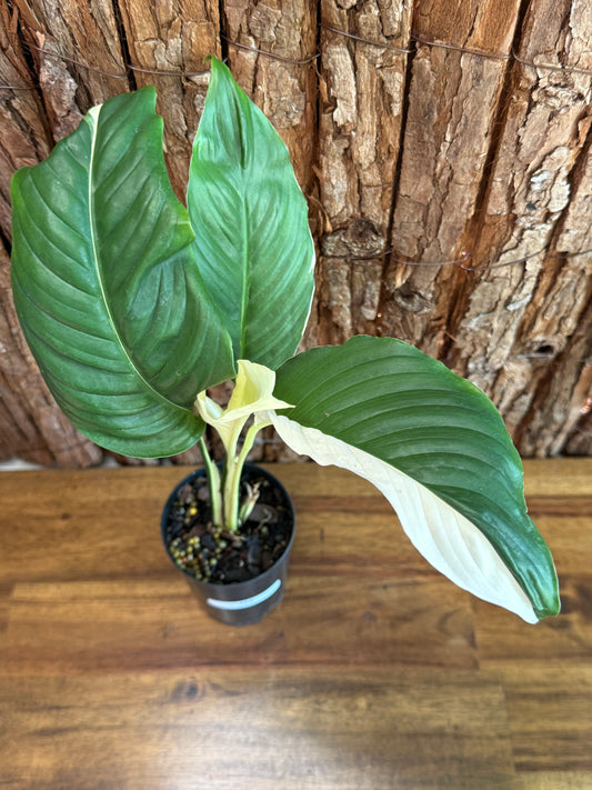 Spathiphyllum Picasso Variegated Peace Lilly I58