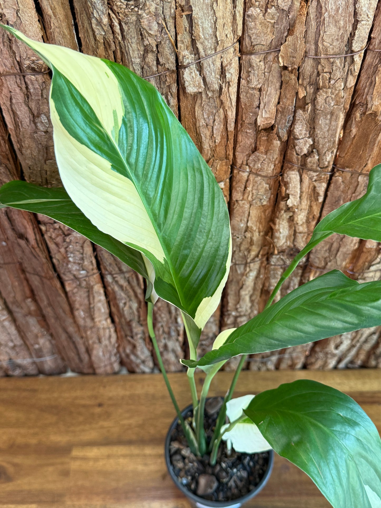 Spathiphyllum Picasso Variegated Peace Lilly I57