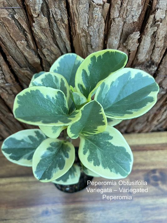 Peperomia obtusifolia variegata - Variegated Peperomia B274