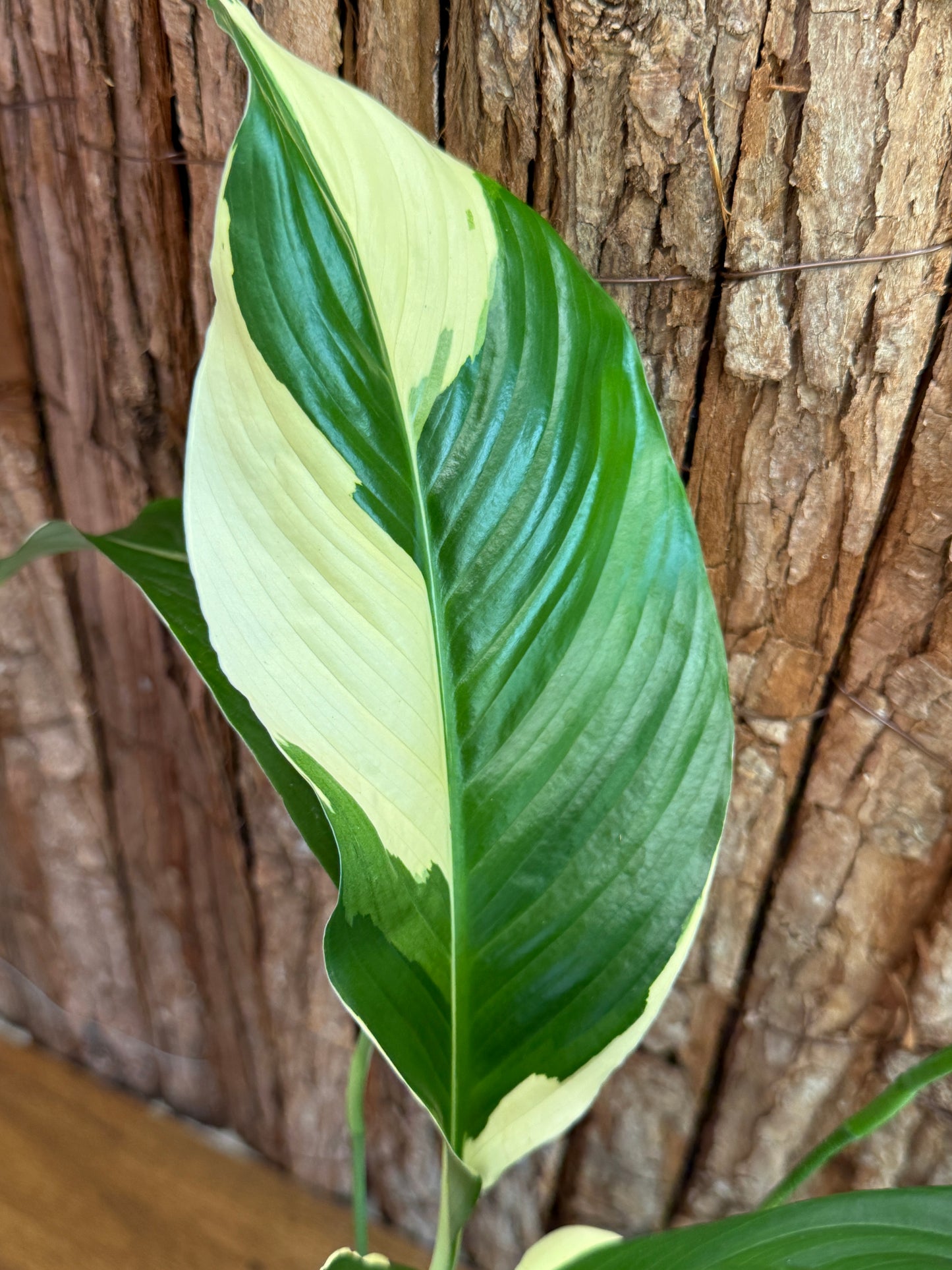 Spathiphyllum Picasso Variegated Peace Lilly I57