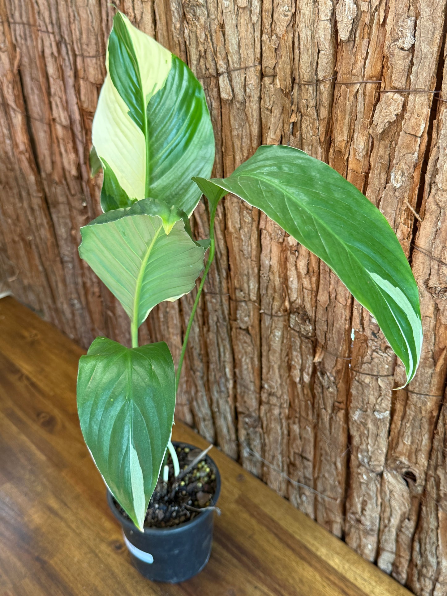 Spathiphyllum Picasso Variegated Peace Lilly I57