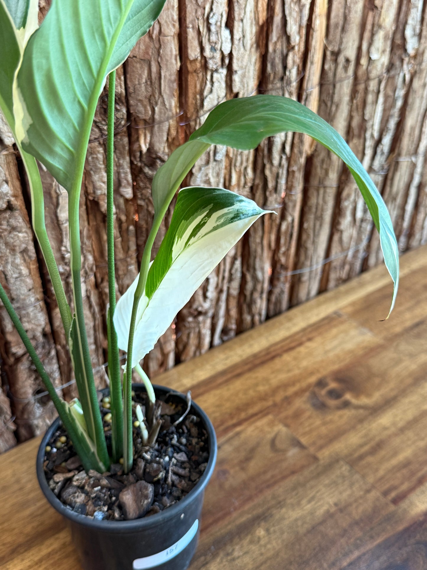 Spathiphyllum Picasso Variegated Peace Lilly I57