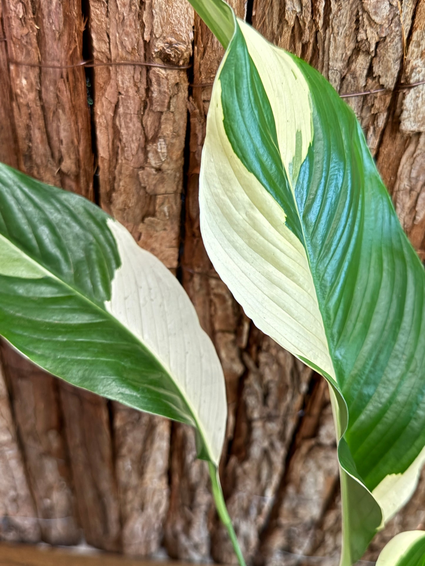 Spathiphyllum Picasso Variegated Peace Lilly I57