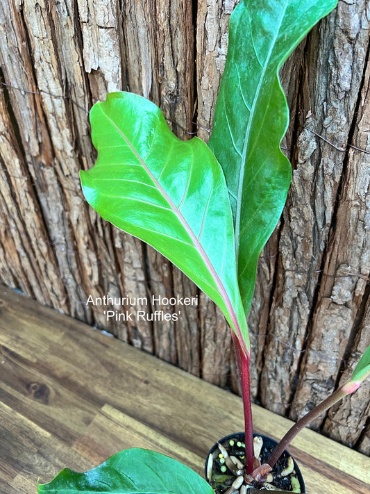 Anthurium Hookeri Pink Ruffles B275