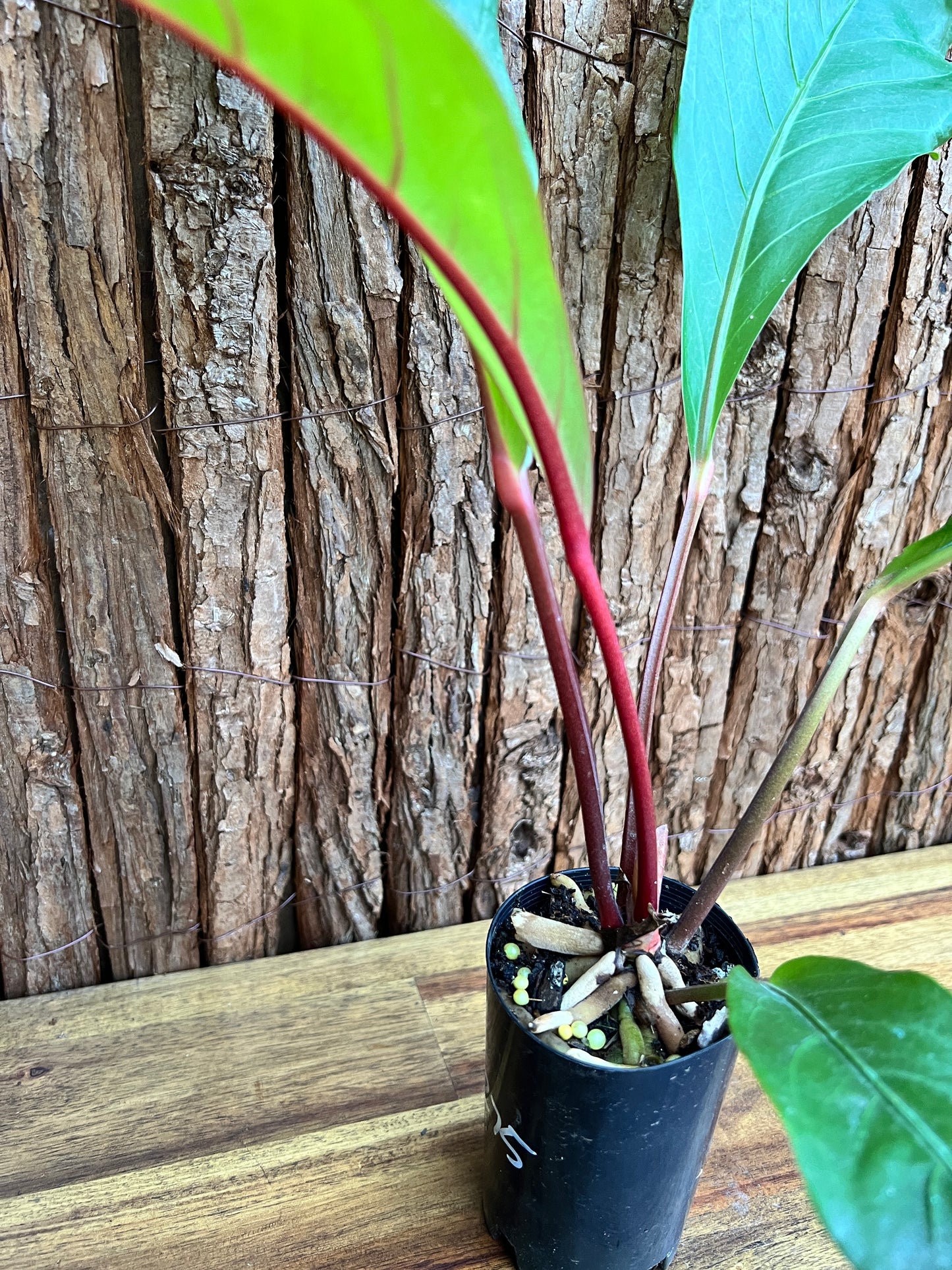 Anthurium Hookeri Pink Ruffles B275