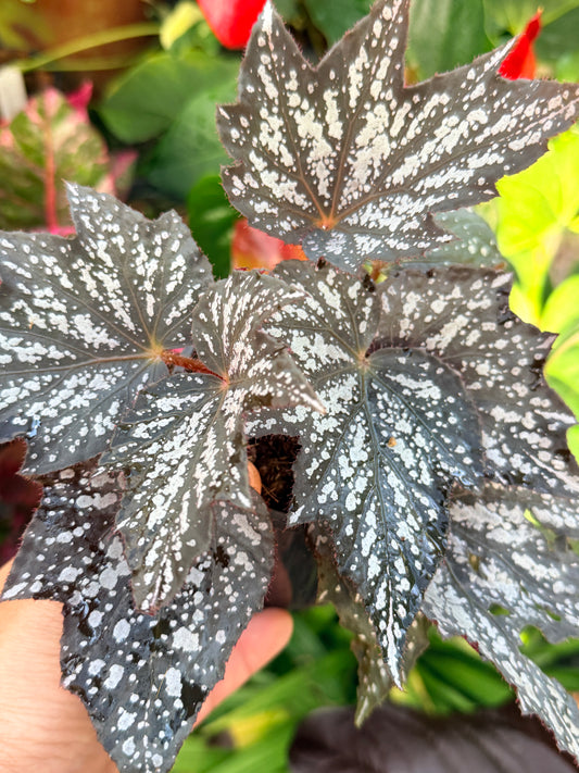 Begonia Beleaf 'Yukon Frost' P15