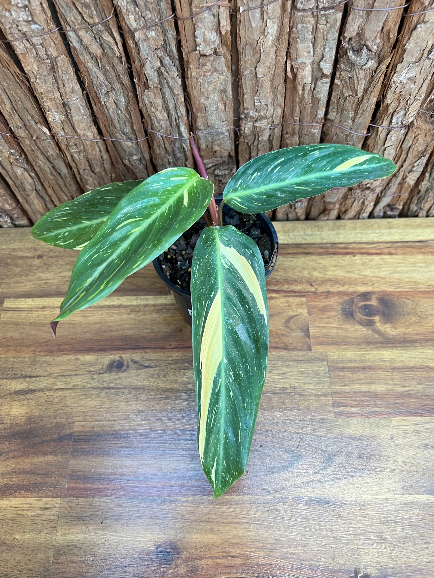 Stromanthe sanguinea Magic Star B276