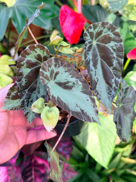 Begonia 'Burkillii' P16