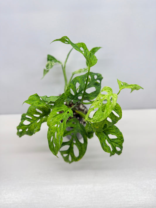 Monstera Adansonii Variegated Mottled Mint - Double Planted W44