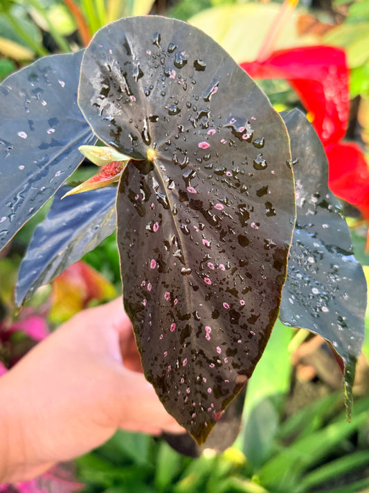 Begonia 'Galaxy Pink Spot' P17