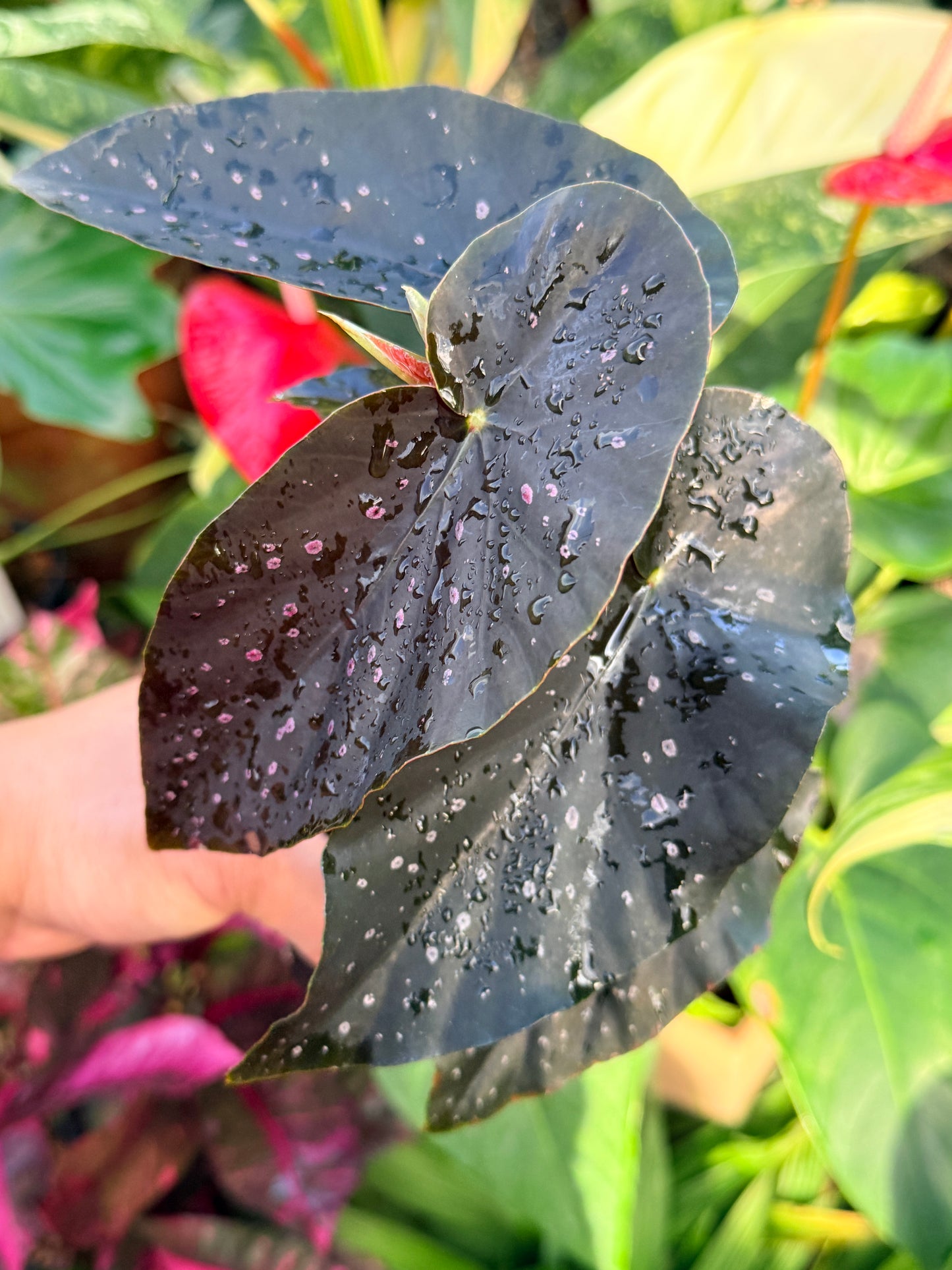 Begonia 'Galaxy Pink Spot' P17
