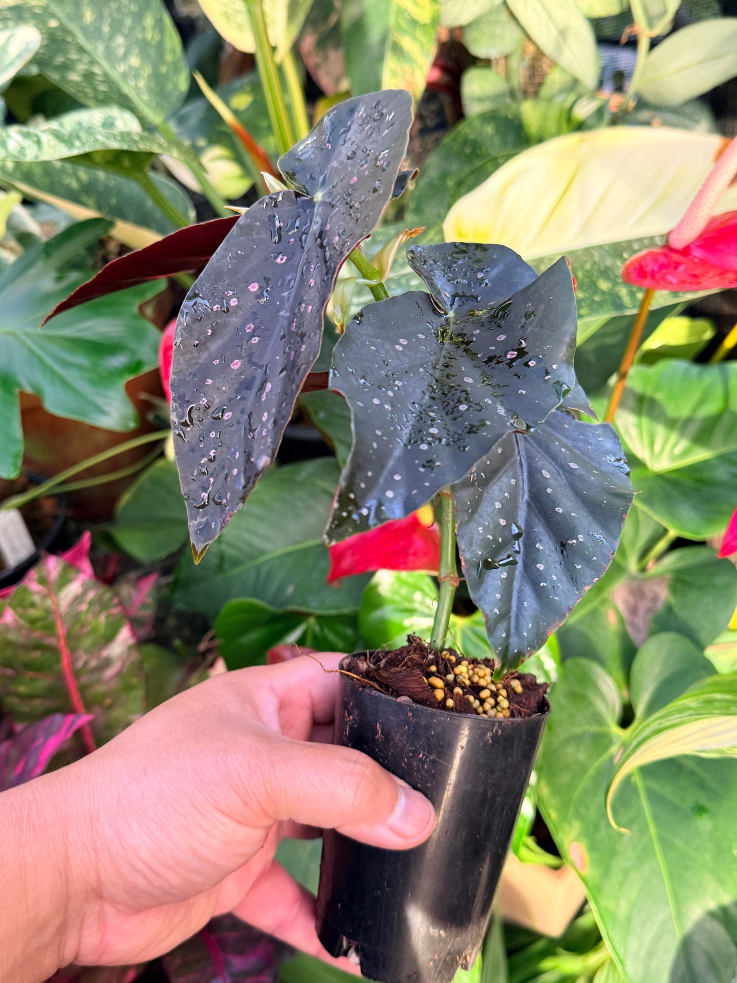 Begonia 'Galaxy Pink Spot' P17