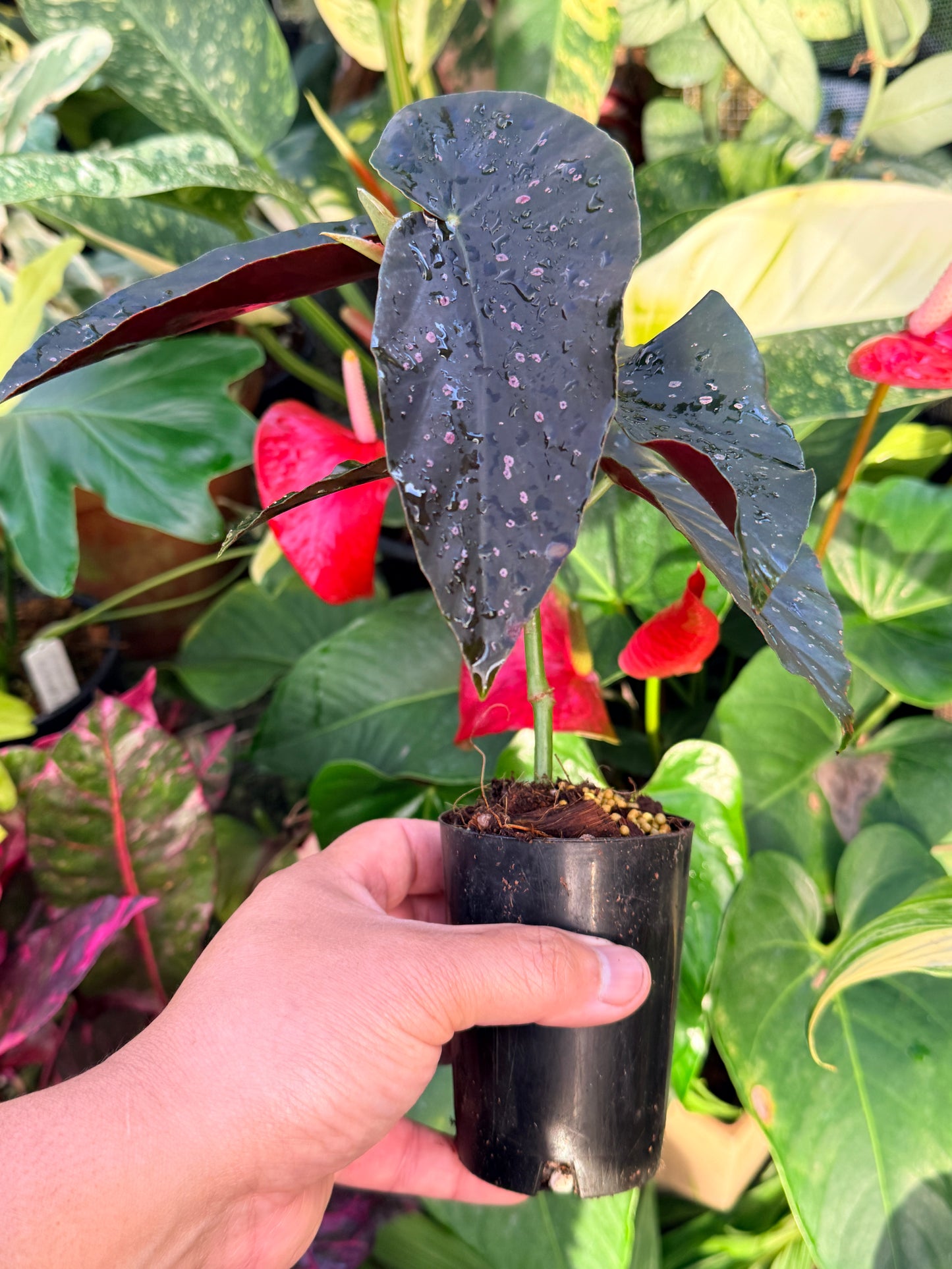 Begonia 'Galaxy Pink Spot' P17