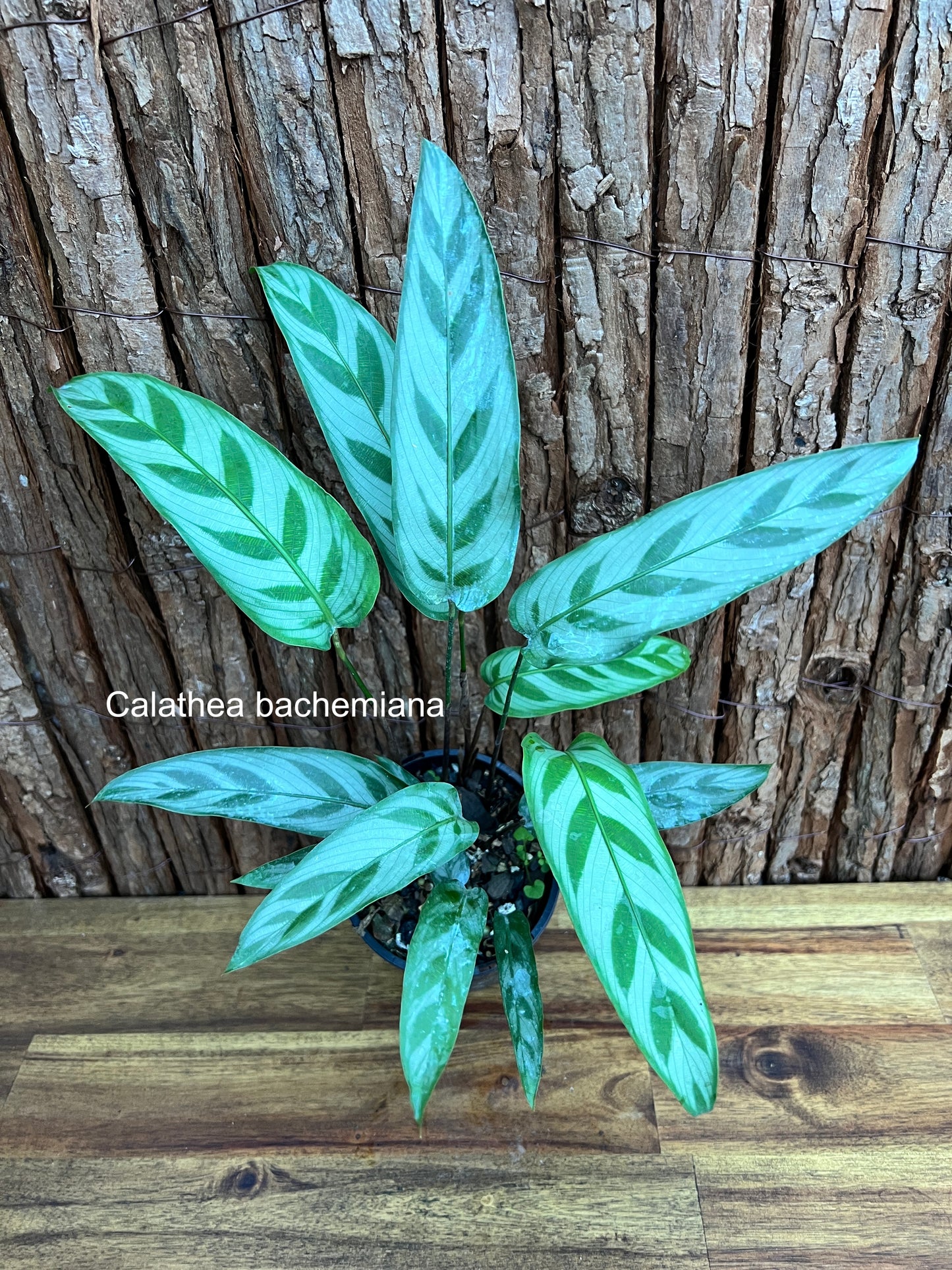 Calathea bachemiana B279